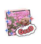 愛月と友達ワン子（個別スタンプ：10）