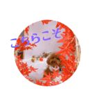 愛月と友達ワン子（個別スタンプ：12）