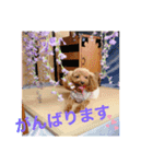 愛月と友達ワン子（個別スタンプ：16）
