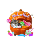 猫の実写スタンプ ハロウィン版（個別スタンプ：5）