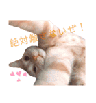 コロンたんの日常（個別スタンプ：2）