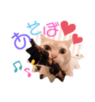 コロンたんの日常（個別スタンプ：8）