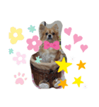 shota毎日元気（個別スタンプ：3）