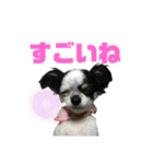 ぽむりんちゃぴ家 第5弾（個別スタンプ：2）