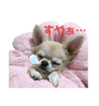ぽむりんちゃぴ家 第5弾（個別スタンプ：3）