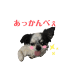 ぽむりんちゃぴ家 第5弾（個別スタンプ：10）