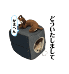 ぽむりんちゃぴ家 第5弾（個別スタンプ：13）