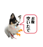 ぽむりんちゃぴ家 第5弾（個別スタンプ：16）
