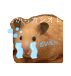 キンクマハムスターのうに（個別スタンプ：11）