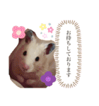 キンクマハムスターのうに（個別スタンプ：12）