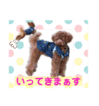 トイプードル・レオン②（個別スタンプ：5）
