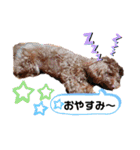 トイプードル・レオン②（個別スタンプ：11）