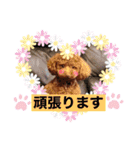 トイプードル・レオン②（個別スタンプ：14）