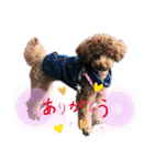 トイプードル・レオン②（個別スタンプ：16）