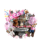 トイプードル・レオン②（個別スタンプ：17）