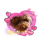 トイプードル・レオン②（個別スタンプ：21）