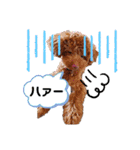 トイプードル・レオン②（個別スタンプ：24）