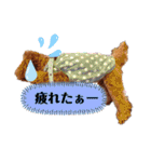 トイプードル・レオン②（個別スタンプ：25）