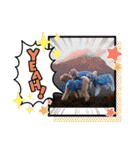 トイプードル・レオン②（個別スタンプ：27）