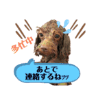 トイプードル・レオン②（個別スタンプ：31）