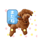 トイプードル・レオン②（個別スタンプ：32）