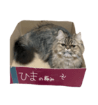 我が家のアイドル⑵（個別スタンプ：5）