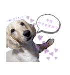 ゲームで使えそうな愛犬スタンプ（個別スタンプ：1）