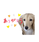 ゲームで使えそうな愛犬スタンプ（個別スタンプ：3）