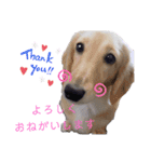 ゲームで使えそうな愛犬スタンプ（個別スタンプ：4）