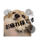 ゲームで使えそうな愛犬スタンプ（個別スタンプ：5）
