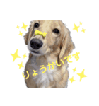 ゲームで使えそうな愛犬スタンプ（個別スタンプ：6）