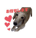 ゲームで使えそうな愛犬スタンプ（個別スタンプ：8）