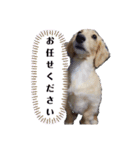 ゲームで使えそうな愛犬スタンプ（個別スタンプ：9）