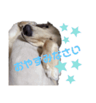 ゲームで使えそうな愛犬スタンプ（個別スタンプ：11）