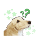 ゲームで使えそうな愛犬スタンプ（個別スタンプ：12）