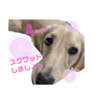 ゲームで使えそうな愛犬スタンプ（個別スタンプ：14）