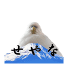 セキセイインコのみなさん2（個別スタンプ：2）