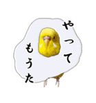 セキセイインコのみなさん2（個別スタンプ：3）