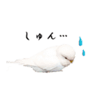 セキセイインコのみなさん2（個別スタンプ：5）