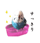 セキセイインコのみなさん2（個別スタンプ：6）