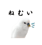 セキセイインコのみなさん2（個別スタンプ：8）