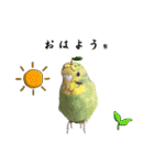 セキセイインコのみなさん2（個別スタンプ：9）