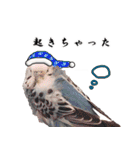 セキセイインコのみなさん2（個別スタンプ：10）