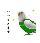 セキセイインコのみなさん2（個別スタンプ：11）