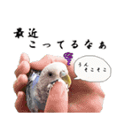セキセイインコのみなさん2（個別スタンプ：12）