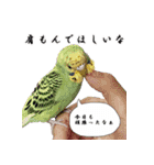セキセイインコのみなさん2（個別スタンプ：13）