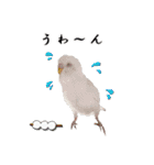 セキセイインコのみなさん2（個別スタンプ：14）
