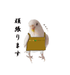 セキセイインコのみなさん2（個別スタンプ：16）