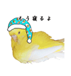 セキセイインコのみなさん2（個別スタンプ：18）