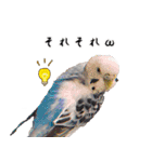セキセイインコのみなさん2（個別スタンプ：19）